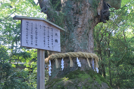 在热田神社名古屋日本圣树