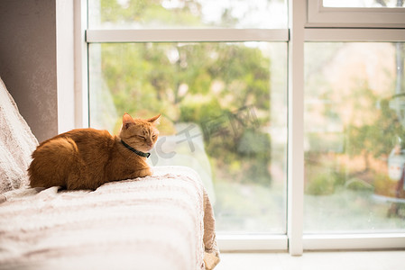 在靠窗的沙发上的可爱姜猫