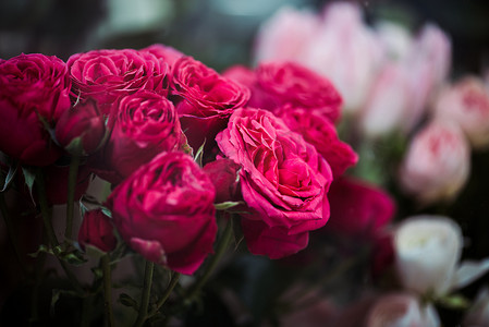 有选择的焦点花束与新鲜的粉红色玫瑰花