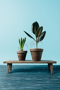 在蓝色的木质装饰长凳上的花盆上的绿色植物的特写视图