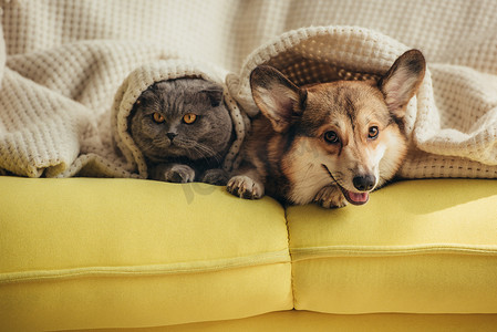 猫和狗躺在一起在沙发上毯子 