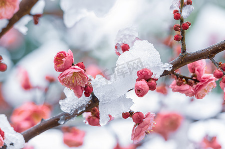 湖北武汉东湖风景区雪地中的李花