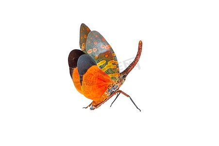 苍蝇昆虫摄影照片_美丽的昆虫色的 pyrops 尖刺灯笼苍蝇, 富力虫, 灯笼虫或灯笼苍蝇查出在白色的背景可以发现在整个南邦泰国.