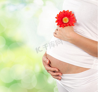 怀孕的女人举行红色花
