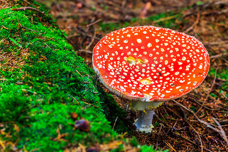 Mushroom in the wood with autumn colours