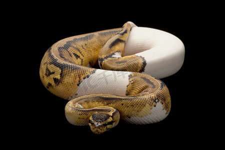 粉彩花斑白金球 python