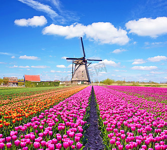 郁金香和风车在荷兰的神奇景观。(放松、 冥想、 抗应激-概念)