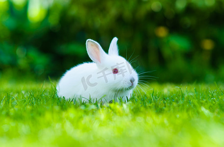 兔子欢快地跳摄影照片_在草丛中的有趣的婴儿白色兔子