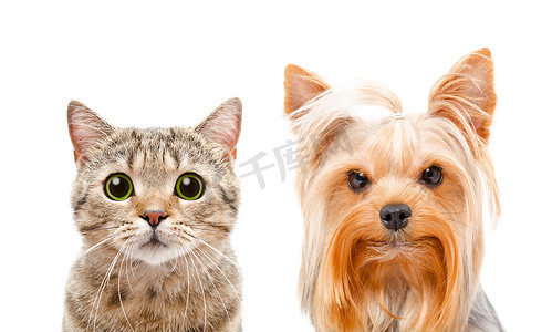 猫苏格兰直和约克夏犬，特写肖像