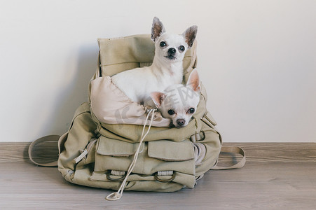 不同地摄影照片_两只奇瓦瓦犬坐在嬉皮士帆布背包口袋里，脸上挂着滑稽的表情，看着不同的样子。狗的旅行。舒服地放松。宠物在度假。动物一家一起躺在家里.
