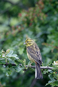 鹉，鸣 citrinella