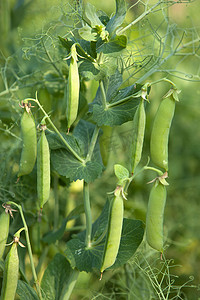 豌豆植物蔬菜中花园