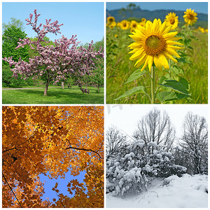 春、 夏、 秋、 冬。四个季节.