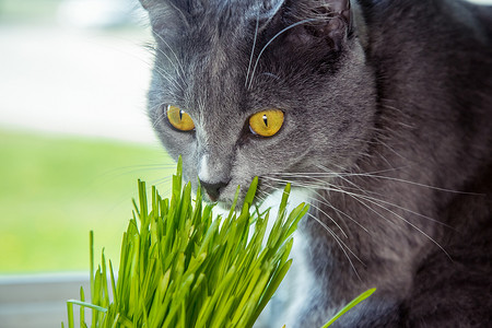 猫-发芽燕麦所需的维生素。绿草在花盆里。猫吃草有用。猫灰色，芳草绿。背景-木制的黑暗的董事会。发芽的燕麦是有用的猫