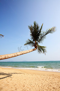 椰树海边摄影照片_在三亚海边椰树