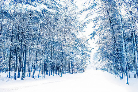 冬季仙境和圣诞风景。白雪覆盖的森林，被雪覆盖的树木作为假日的背景