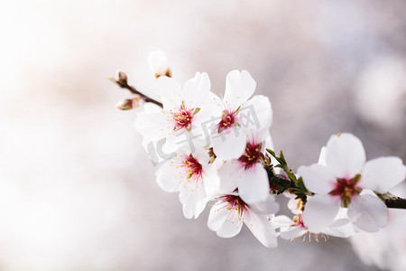 杏花树的背景。樱桃树,花朵柔嫩.春天的开始真神奇有选择的重点。花的概念.