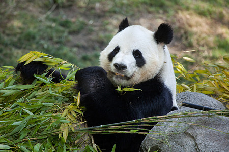 大熊猫吃竹子.