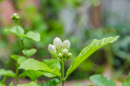 茉莉花飘摄影照片_茉莉花