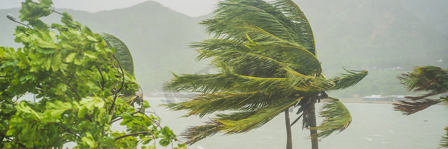 羊驼banner摄影照片_热带暴雨、暴雨及热带气候中的强风