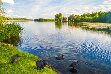 波兰马苏里安湖的鸭子