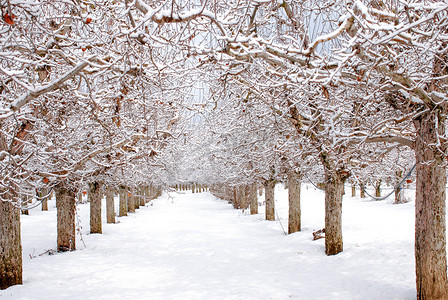 雪下的苹果园, 冬季景观