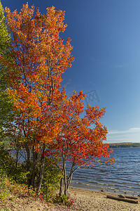 辉煌昌盛摄影照片_辉煌的糖枫树上湖岸-安大略省，加拿大
