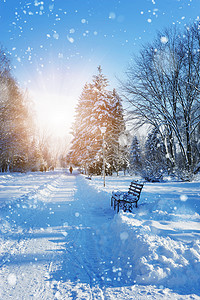 冰雪运动海报卡通摄影照片_美丽的冬季风景，冰雪覆盖的树木