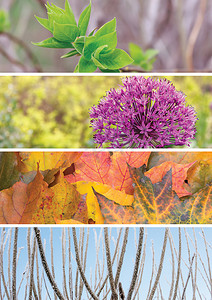 春、夏、秋、冬四个季节的场景拼凑在一起