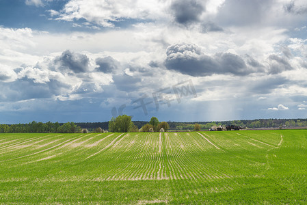 乌克兰的春小麦田。第一根春芽在耕地上的绿叶。乌克兰的农业。可能发生的全球粮食供应危机