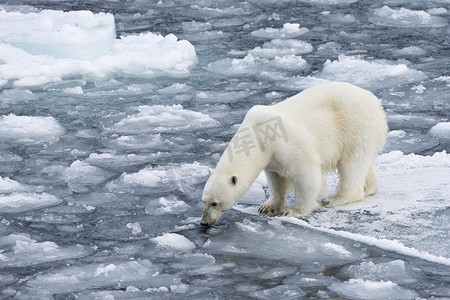 北极熊在冰上的风景，挪威，欧洲