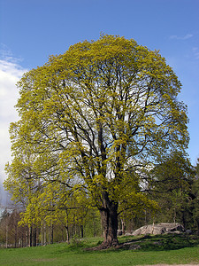 槭树摄影照片_大槭树.