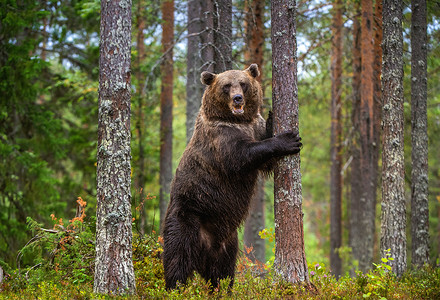 棕熊后腿站立在松树林中的一棵树旁. 成年棕熊。 学名：Ursus arctos 。 自然栖息地 秋季季节