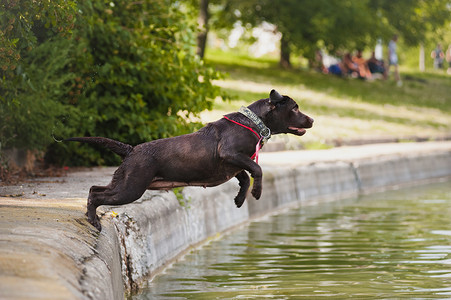 狗跳摄影照片_拉布拉多狗跳进了水