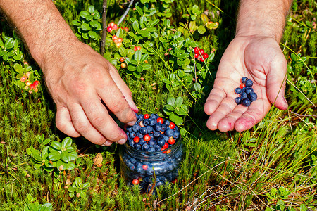 男性手收集新鲜蓝莓和小红莓在格拉斯