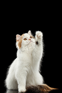 颜色摄影照片_顽皮的苏格兰高地直猫提高爪子，孤立的黑色背景