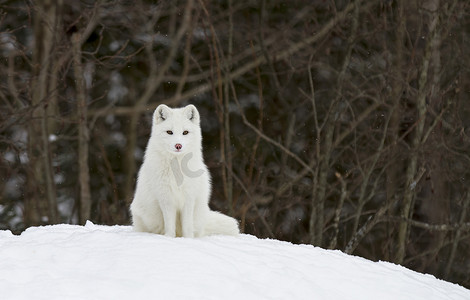 uc狐狸摄影照片_北极狐狸 (狐狸狐) 坐在雪在冬天在加拿大
