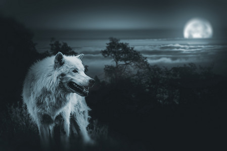 月圆夜摄影照片_满月猎狼