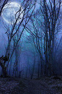 漆黑的夜晚森林对满月