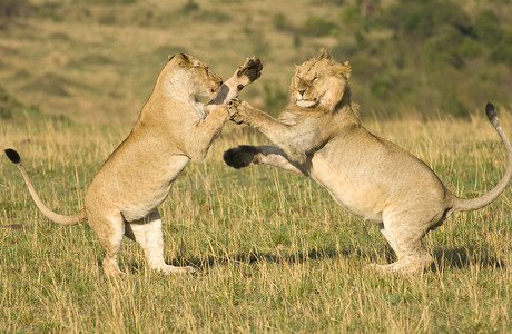 狮子的战斗