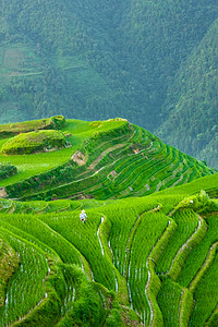 在中国龙申水稻梯田