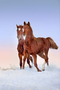 红马自由奔跑在雪场