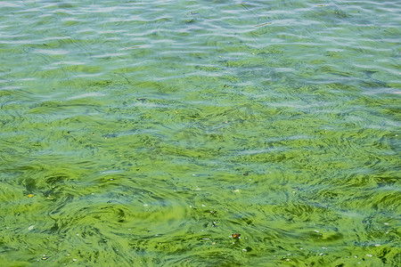 环境灾难。由于水温高，海藻盛开，河水一片绿水.
