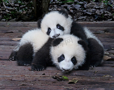 熊猫宝宝在动物园里嬉戏和可爱