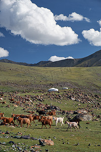 蒙古草原羊群摄影照片_蒙古风景与山草原在奔跑的积云之下