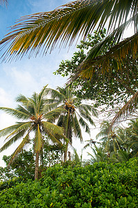 椰树椰子摄影照片_椰树雨林