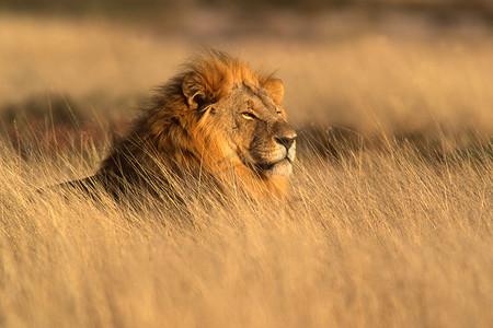 大的雄性非洲狮