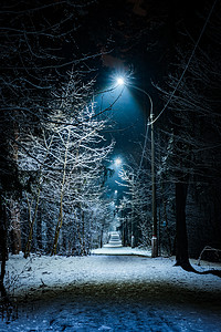 雪点摄影照片_树木覆盖着雪在冬天的夜晚