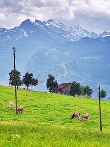 牛在牧场上，瑞士