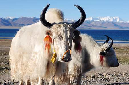 嘉绒藏族摄影照片_藏族白牦牛